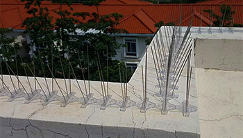 pigeon net for windows
